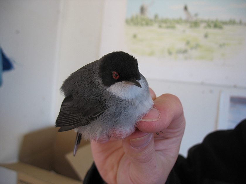 Sardinian Warbler, Sundre 20090512